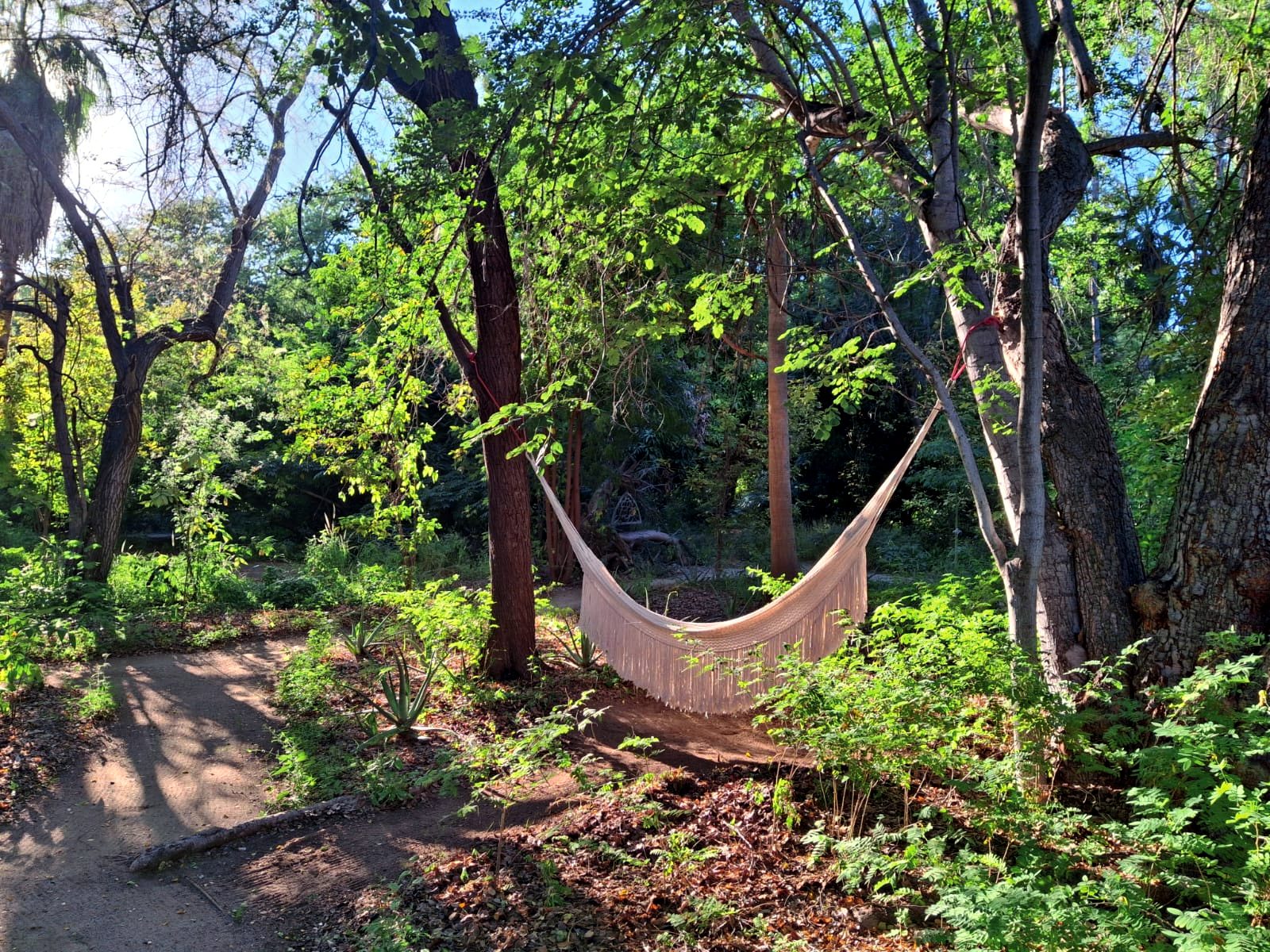 Hammock in the forest