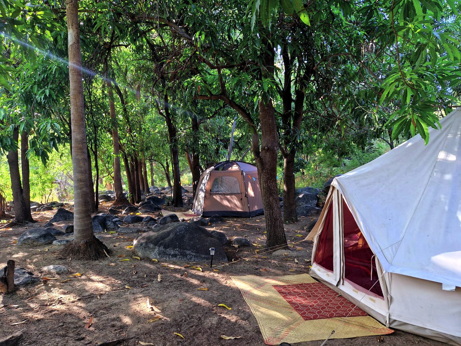 Canvas tents under mango trees